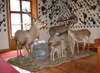 museo della fauna alpina