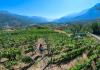 Vineyards in Fénis 