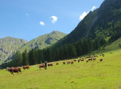 Mucche al pascolo nel vallone di Vertosan