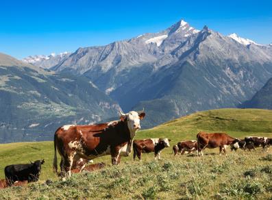 Cows grazing in Vétan